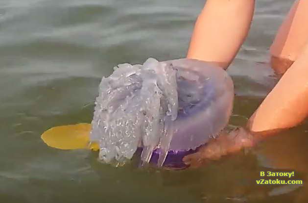 Выходные бархатного сезона в Затоке проходят с насытившими море медузами-корнеротами