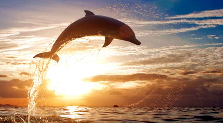 Отдыхающие в Затоке смогли наблюдать представление от стаи дельфинов