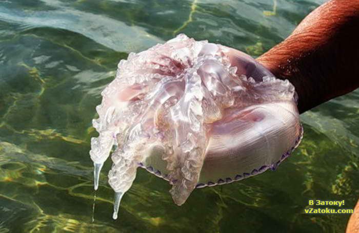 Затока ожог медузы корнерота ядовитая